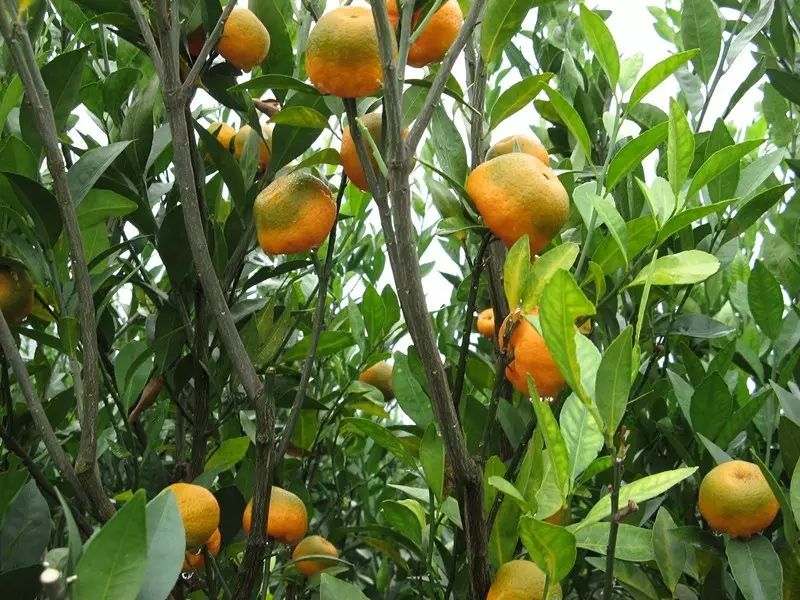 【大咖谈农技】柑橘脐橙全年管理要点